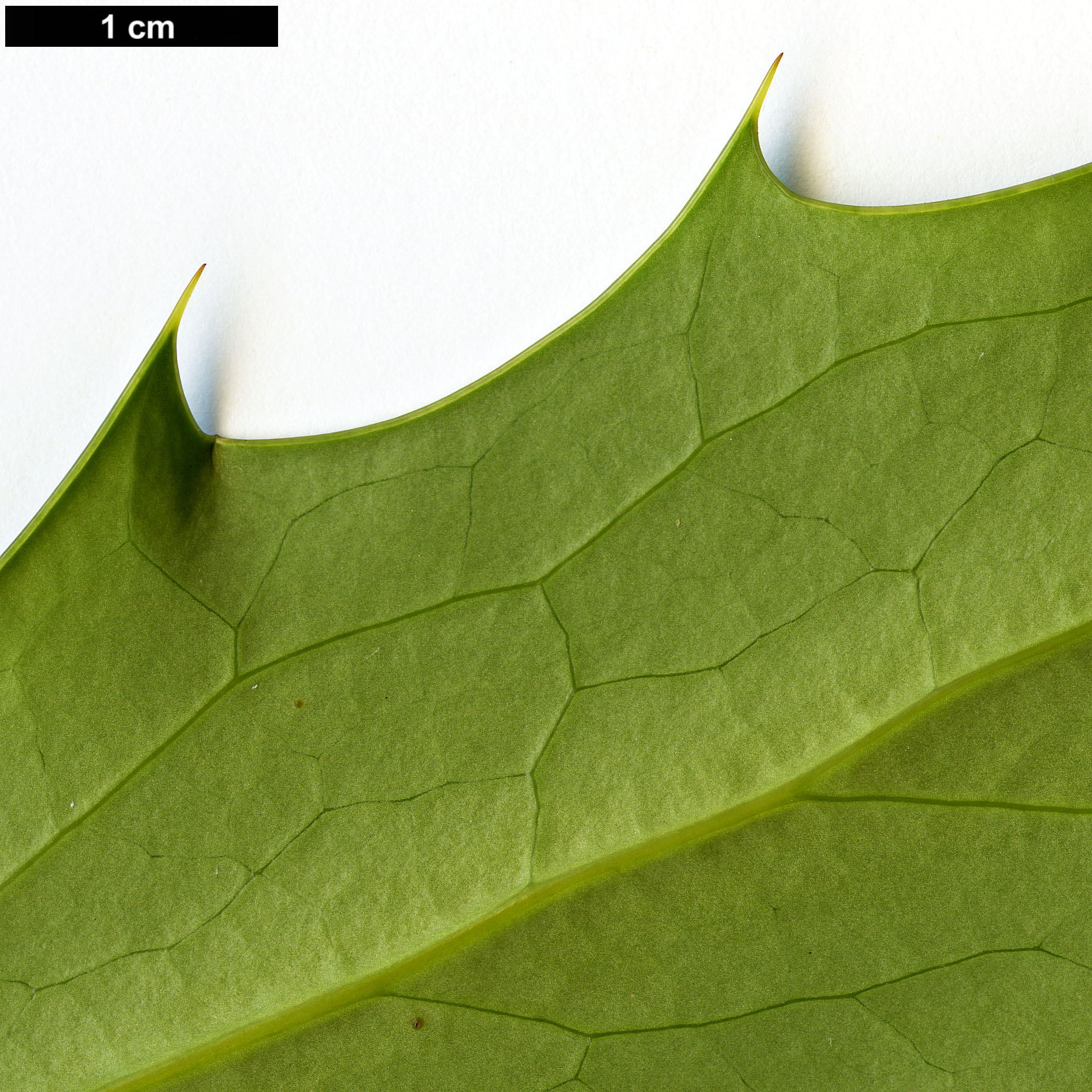 High resolution image: Family: Berberidaceae - Genus: Mahonia - Taxon: ×lindsayae - SpeciesSub: 'Cantab' (M.japonica × M.siamensis)